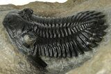 Morocconites Trilobite With Hollardops - Ofaten, Morocco #352632-3